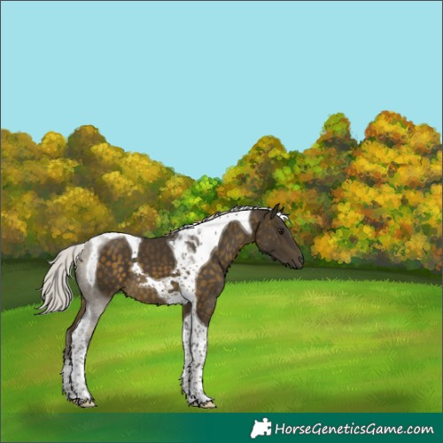 Horse Color:Silver Buckskin Tobiano 