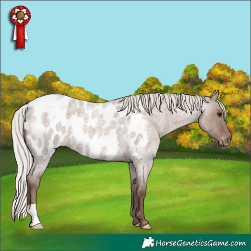 Horse Color:Silver Grullo Roan Mushroom Appaloosa 