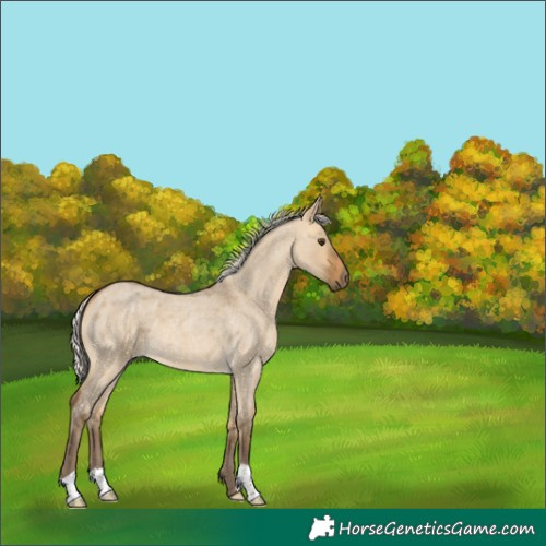 Horse Color:Silver Buckskin Roan Dun 