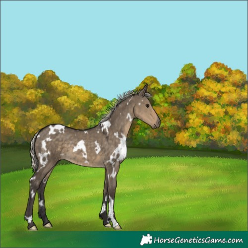 Horse Color:White Spotted Silver Smoky Grullo 