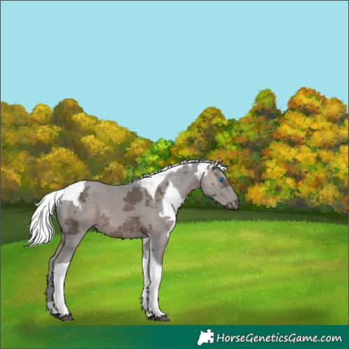 Horse Color:Silver Black Merle Tobiano 