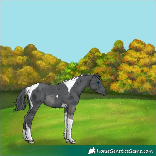 Horse Color:Black Merle Tobiano 