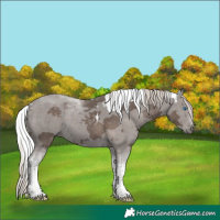 Horse Color:Silver Black Merle Tobiano 