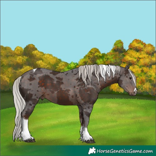 Horse Color:Silver Brown Merle Tobiano 
