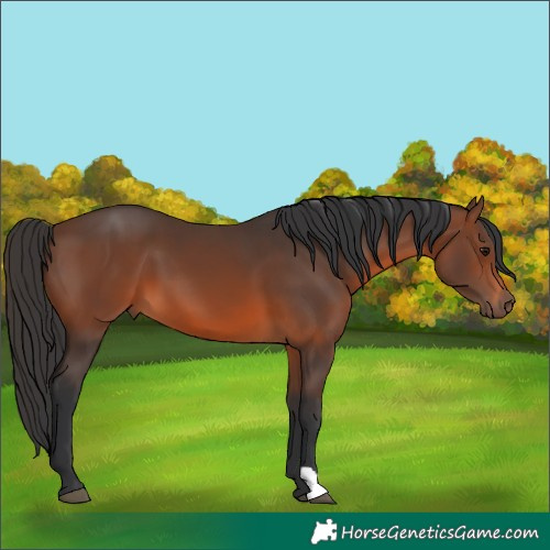 Horse Color:Brown 