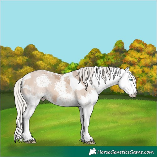 Horse Color:Silver Bay Dun Merle Splash Tobiano 