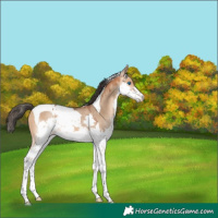 Horse Color:Bay Dun Splash Tobiano