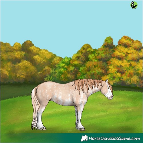 Horse Color:Gold Champagne Sabino Splash