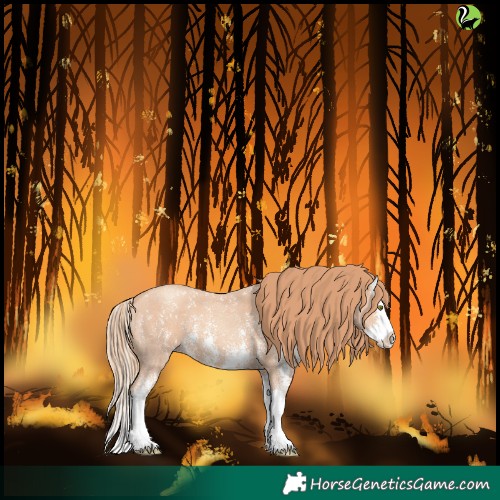 Horse Color:Gold Champagne Sabino Splash 