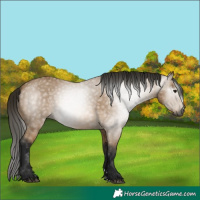 Horse Color:Gray Buckskin