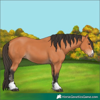 Horse Color:Bay 
