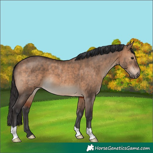 Horse Color:Brown Dun Brindle 