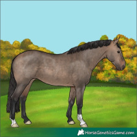 Horse Color:Bay Dun Brindle 