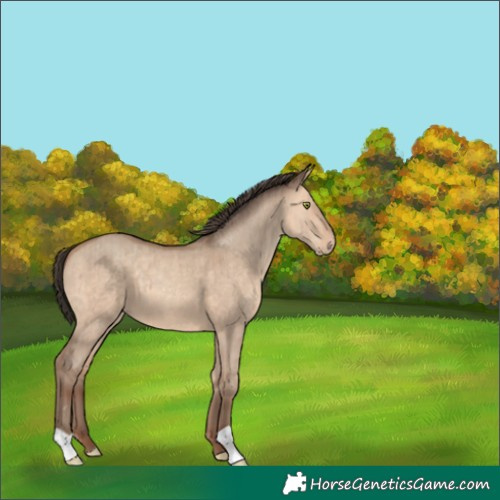 Horse Color:Amber Champagne Dun Brindle 