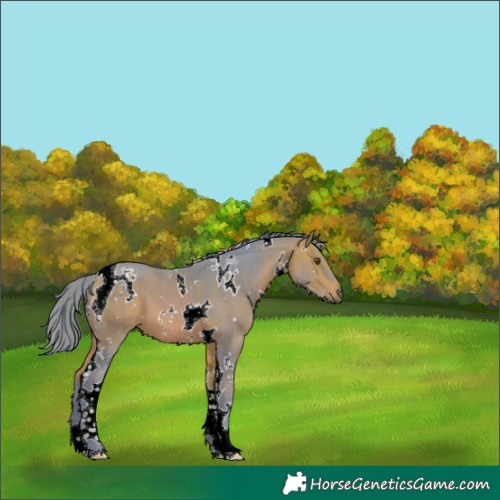 Horse Color:Watercolor White Spotted Bay Tobiano 