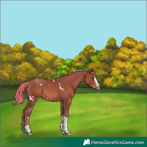 Horse Color:White Spotted Chestnut Splash Tobiano 