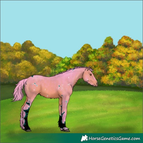 Horse Color:Watercolor White Spotted Bay Tobiano 