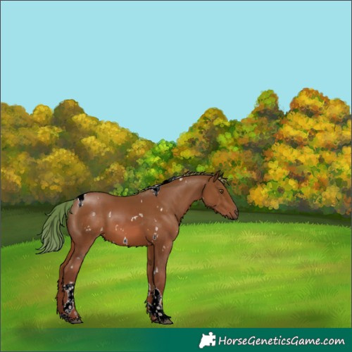 Horse Color:White Spotted Chestnut Tobiano 