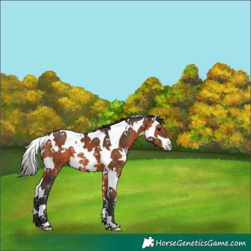 Horse Color:White Spotted Bay Splash Tobiano 