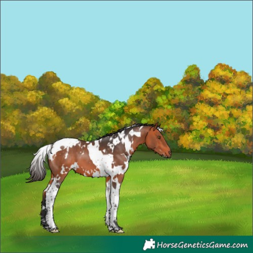 Horse Color:White Spotted Bay Tobiano 