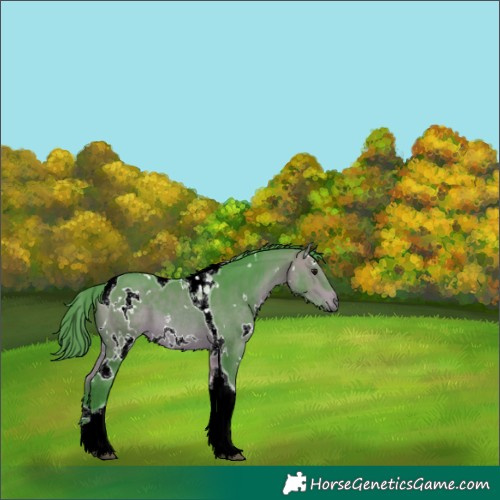 Horse Color:Watercolor White Spotted Bay Tobiano 