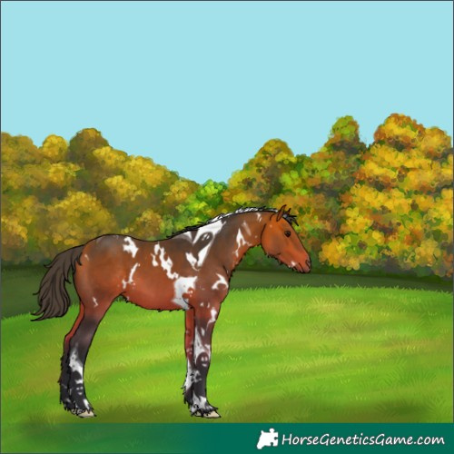 Horse Color:White Spotted Bay Tobiano 
