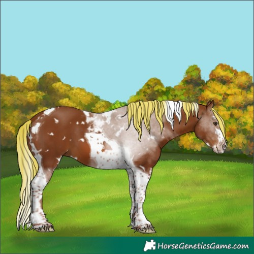 Horse Color:White Spotted Chestnut Splash Tobiano 