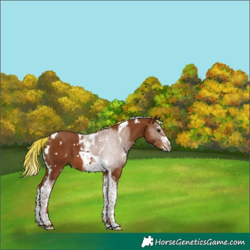 Horse Color:White Spotted Chestnut Splash Tobiano 