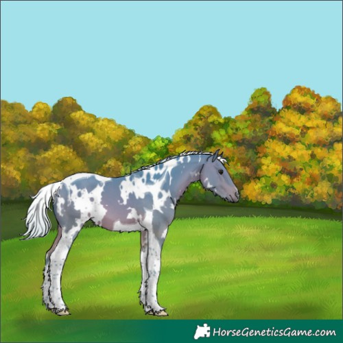 Horse Color:Watercolor White Spotted Silver Bay Tobiano 