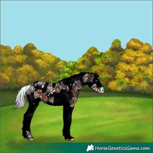 Horse Color:White Spotted Liver Chestnut Splash Tobiano 