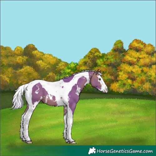 Horse Color:Watercolor White Spotted Silver Bay Splash Tobiano 