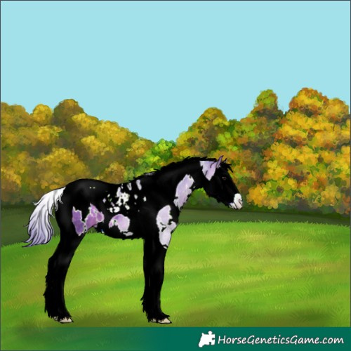 Horse Color:Watercolor White Spotted Bay Splash Tobiano 
