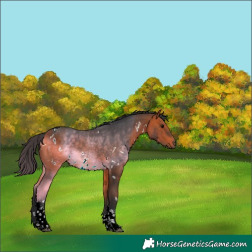 Horse Color:White Spotted Bay Tobiano