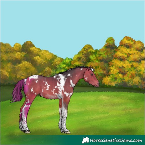 Horse Color:White Spotted Bay Tobiano 