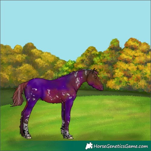 Horse Color:White Spotted Liver Chestnut Tobiano 