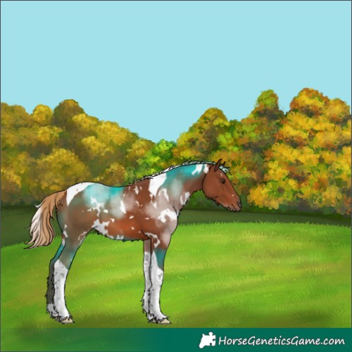 Horse Color:White Spotted Chestnut Tobiano 