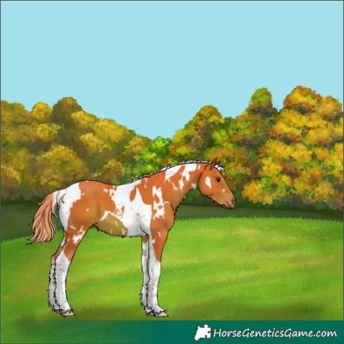 Horse Color:Watercolor White Spotted Chestnut Tobiano 