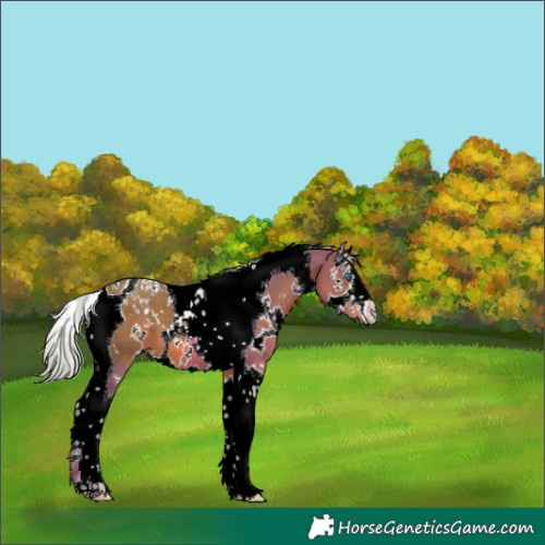 Horse Color:Watercolor White Spotted Chestnut Splash Tobiano 