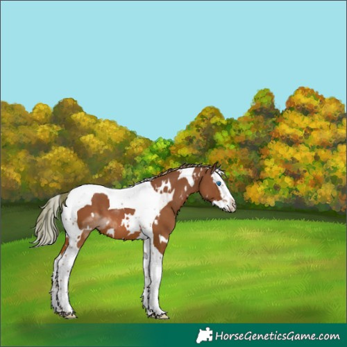 Horse Color:White Spotted Chestnut Splash Tobiano 