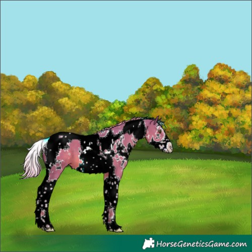 Horse Color:Watercolor White Spotted Chestnut Splash Tobiano 