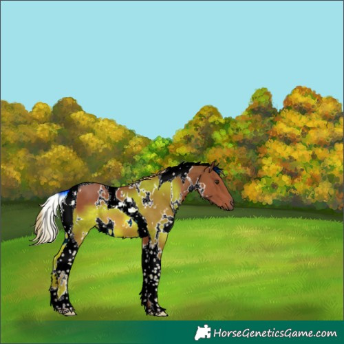 Horse Color:White Spotted Chestnut Tobiano 