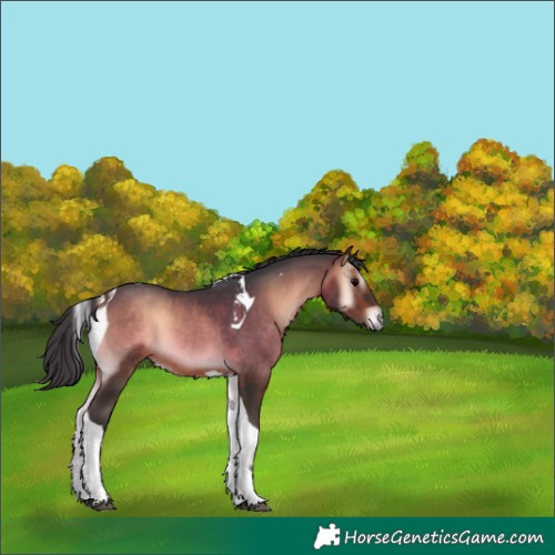 Horse Color:Bay Onyx Tobiano 