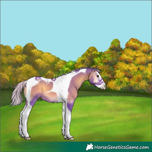 Horse Color:Watercolor Silver Brown Onyx Splash Tobiano 