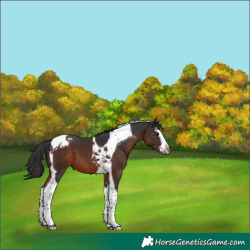 Horse Color:Brown Splash Tobiano 