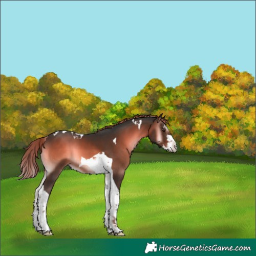 Horse Color:Liver Red Onyx Splash Tobiano 