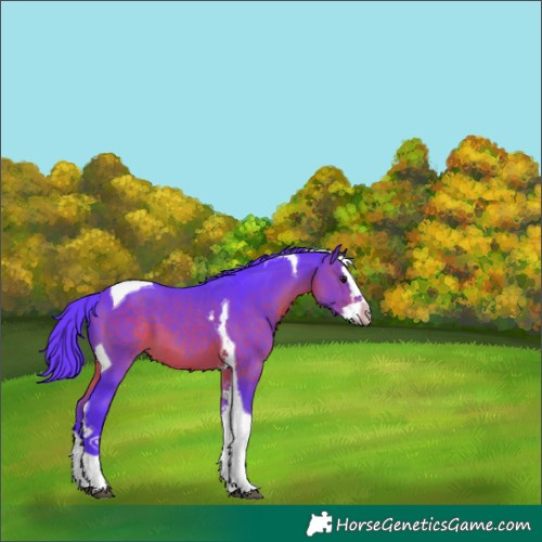 Horse Color:Watercolor Brown Splash Tobiano 