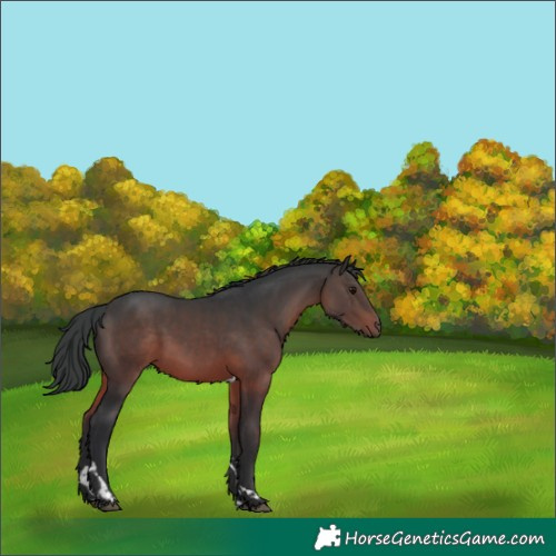 Horse Color:Brown Tobiano 