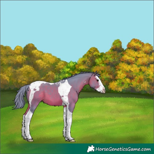 Horse Color:Watercolor Brown Splash Tobiano 