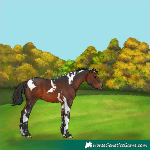Horse Color:Brown Tobiano 