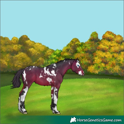 Horse Color:Bay Splash Tobiano 